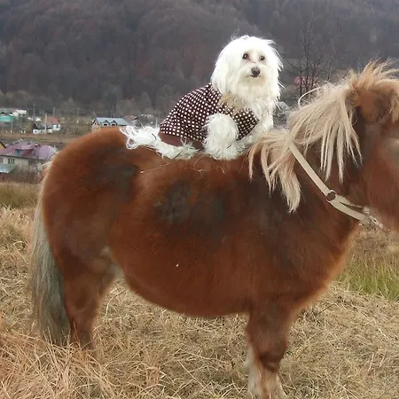 Pensiunea Poiana Slanic Moldova